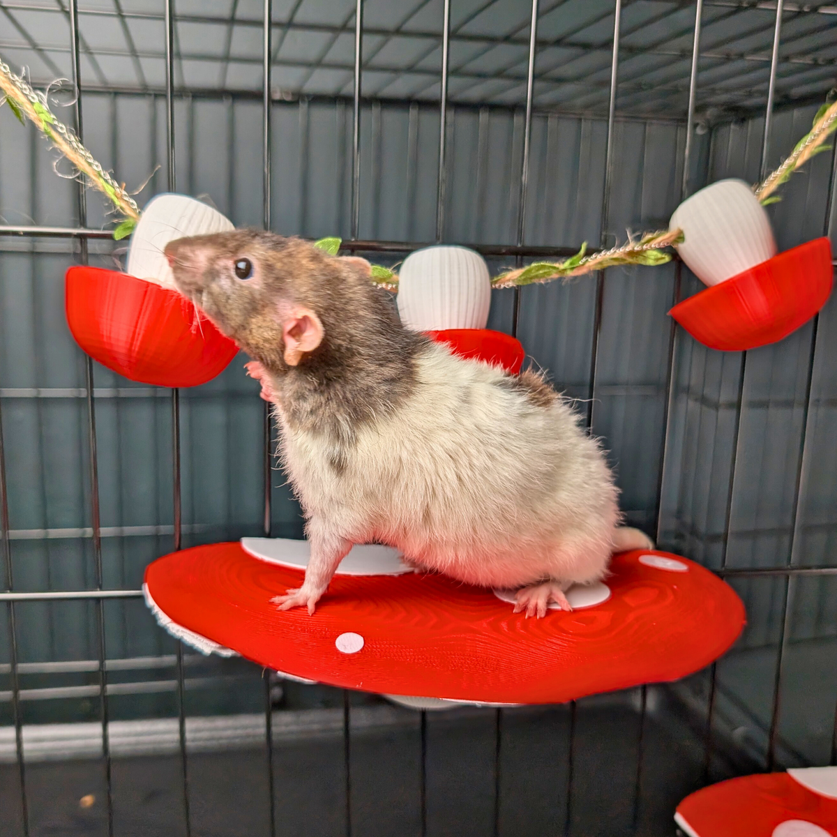 New rat parent starter kit product photo 4