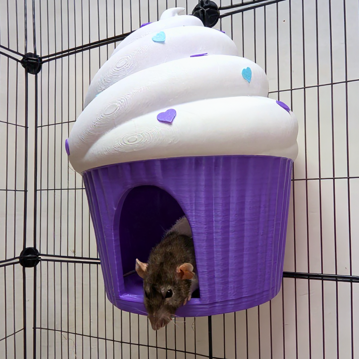 Brown rat climbing from the entrance of a mounted cupcake rat hide