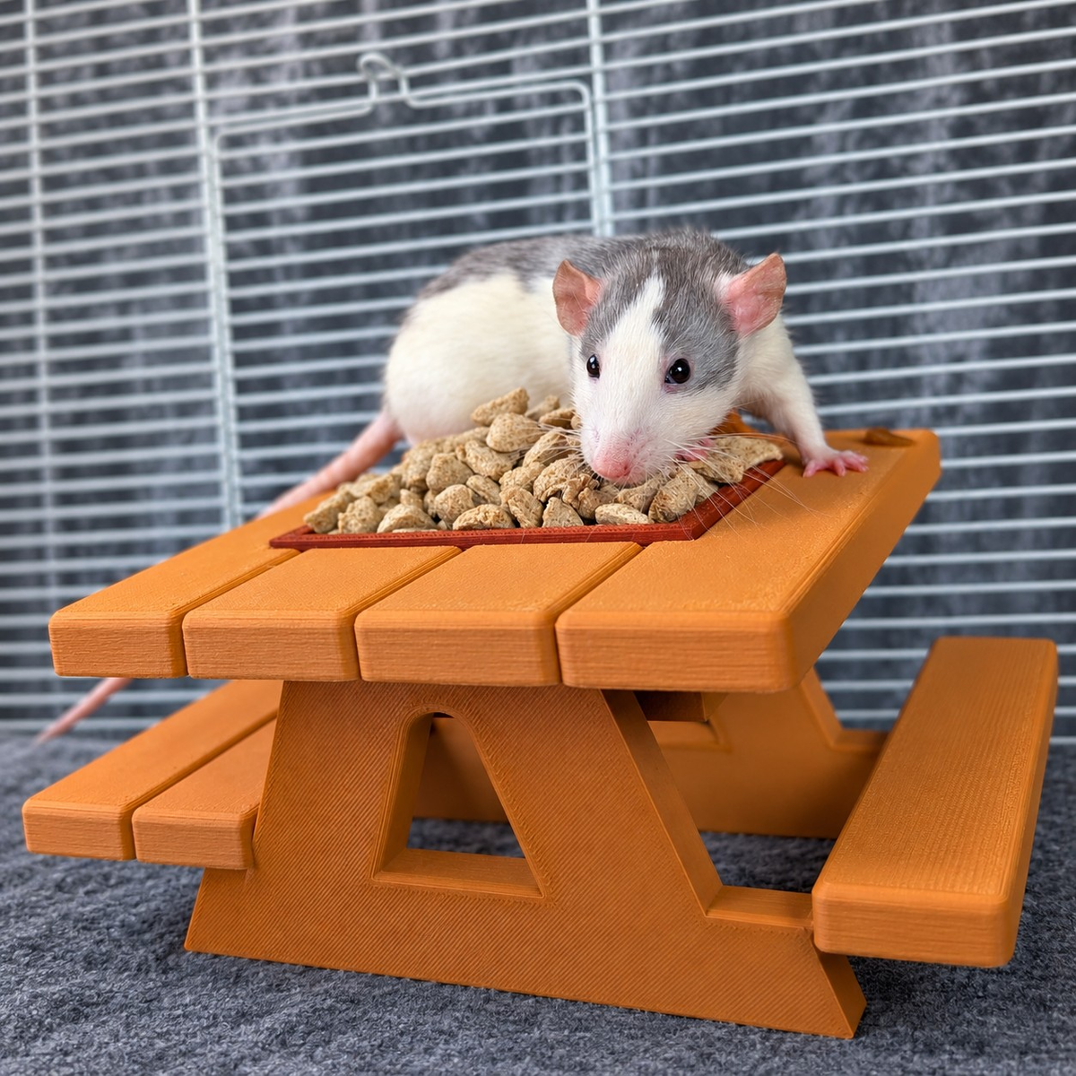 Pet rat eating from the raised bowl on the picnic bench feeder
