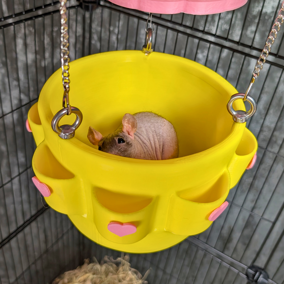 Hot Air Balloon Rat Hide – Hanging Cage Basket: Rat sitting inside the suspended yellow basket