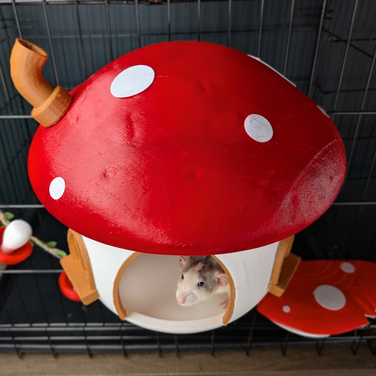 Overhead view of a rat inside the round mushroom hide entrance