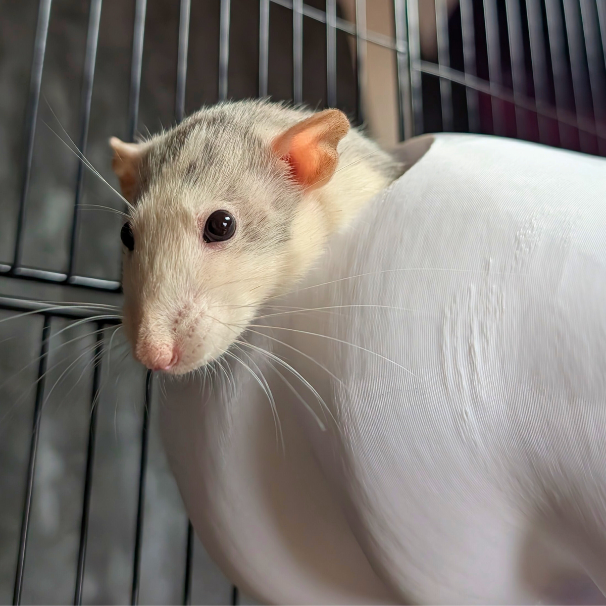 Chef Hat Rat Hide: Close-up of a white rat beside the chef hat hide