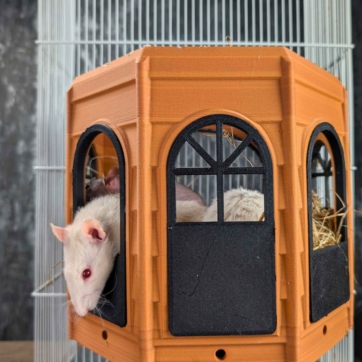 White rat looking through a side window of the Rat Mansion hide