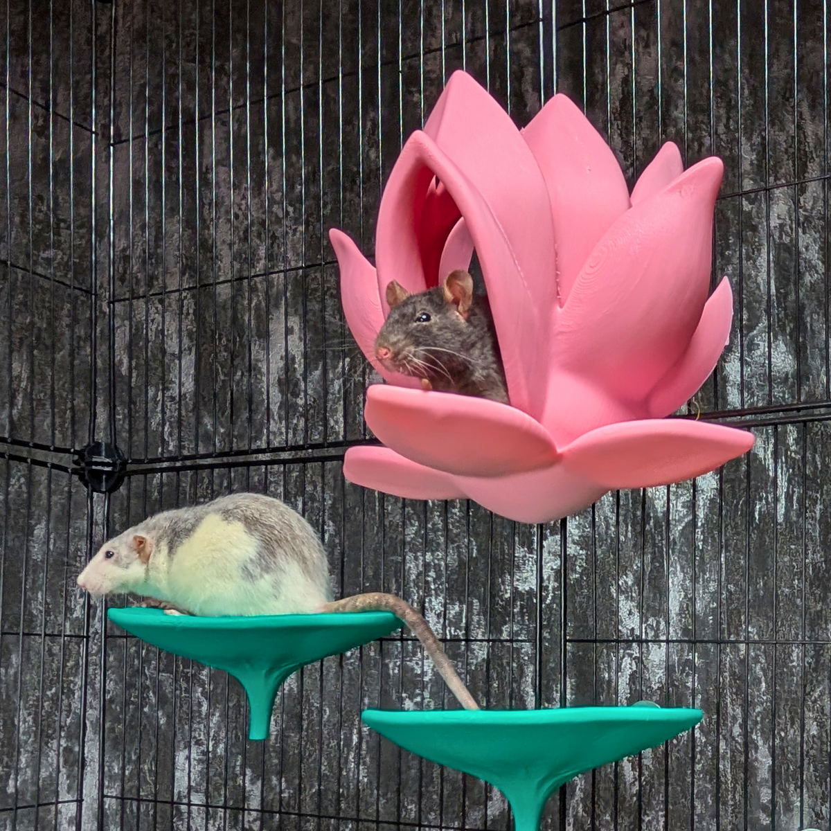 Cute Lily Rat Bed & Hide Set front view showing entrance