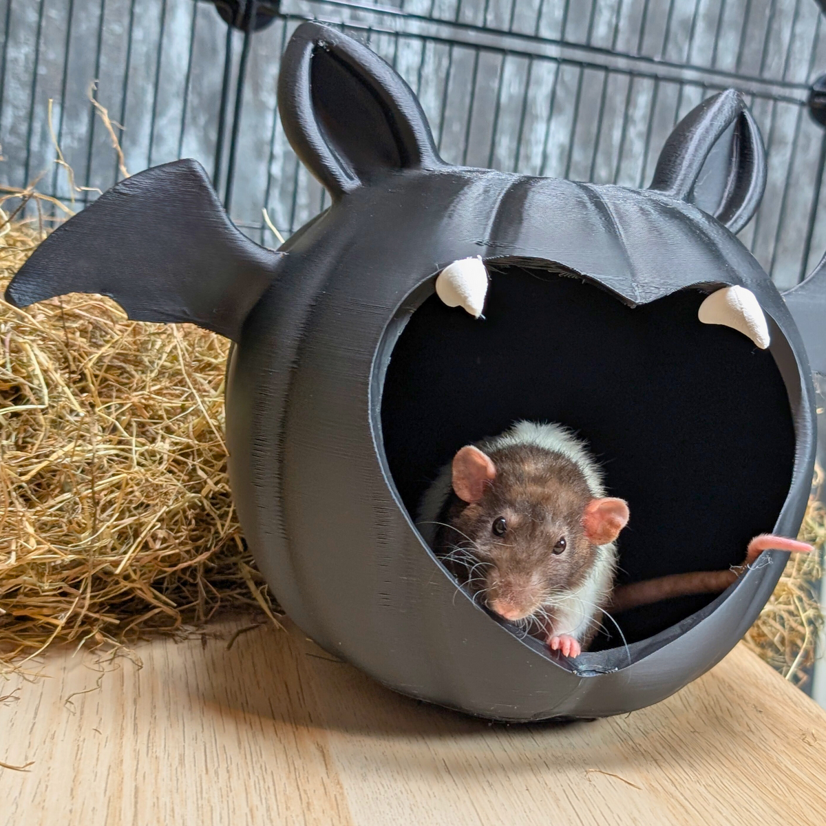 Gothic Bat Rat Hide: brown rat looking out from the bat hide entrance
