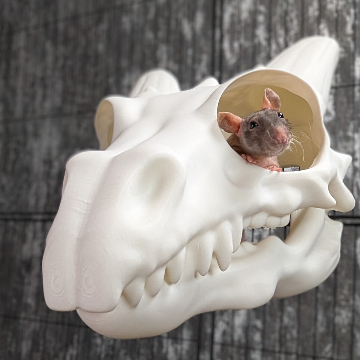 Dragon Skull Rat Hide front view showing entrance