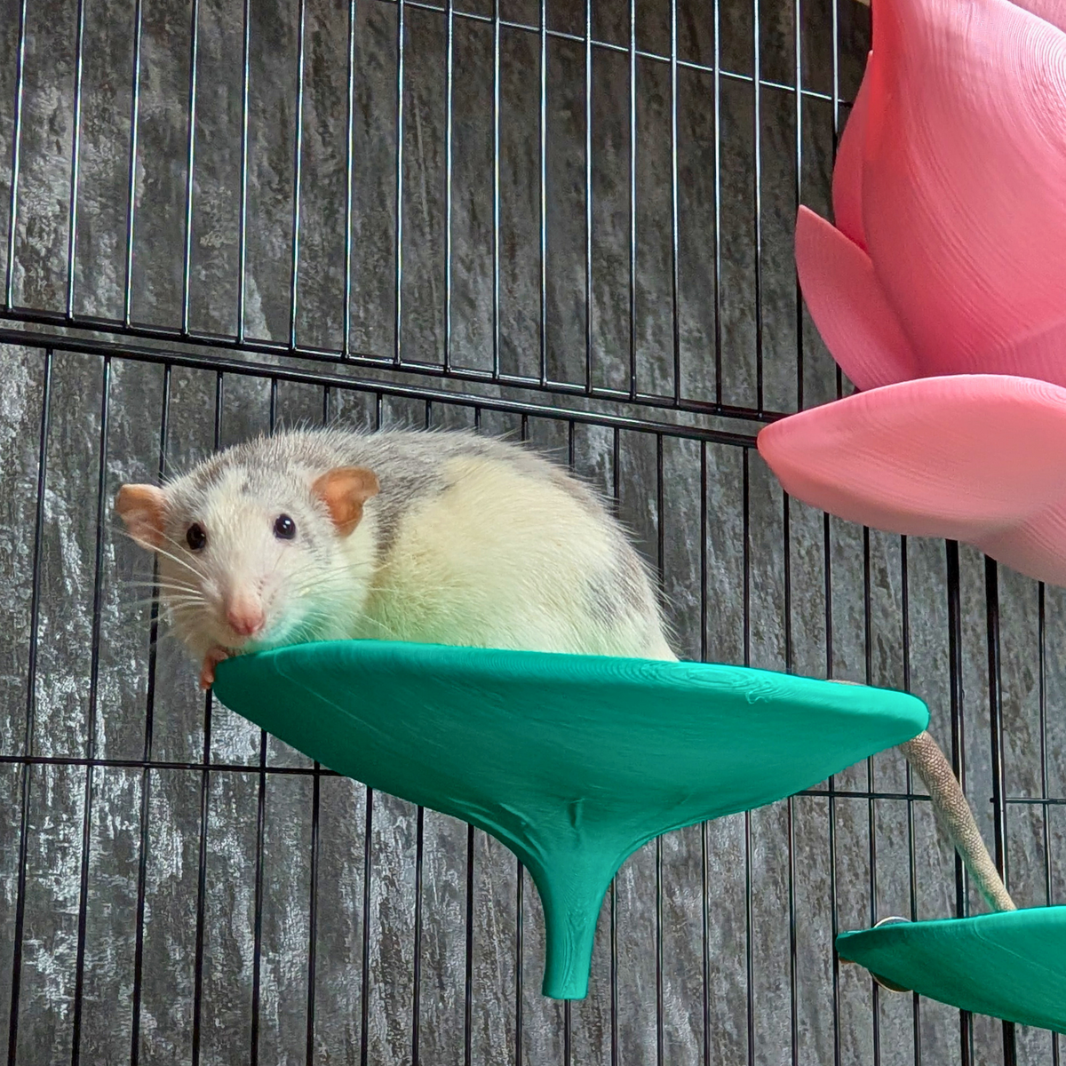 Flower Rat Hide & 3 Lily Pad Shelves: White rat on a teal shelf beside the lily hide
