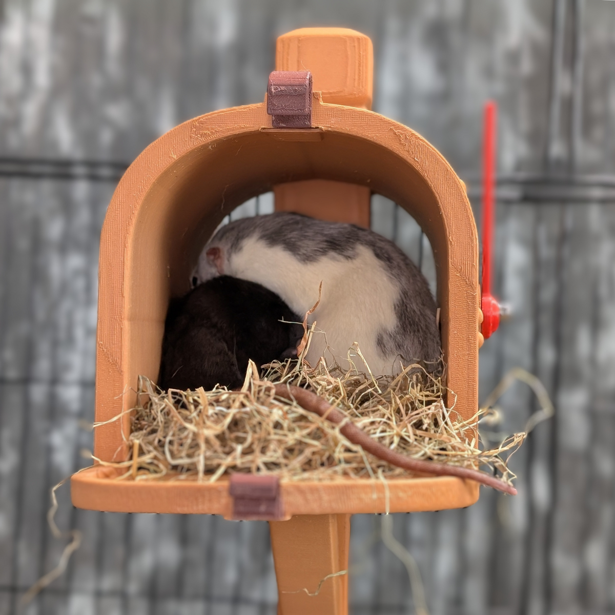 Personalised Rat Mailbox Hide: rat resting among bedding in the mailbox