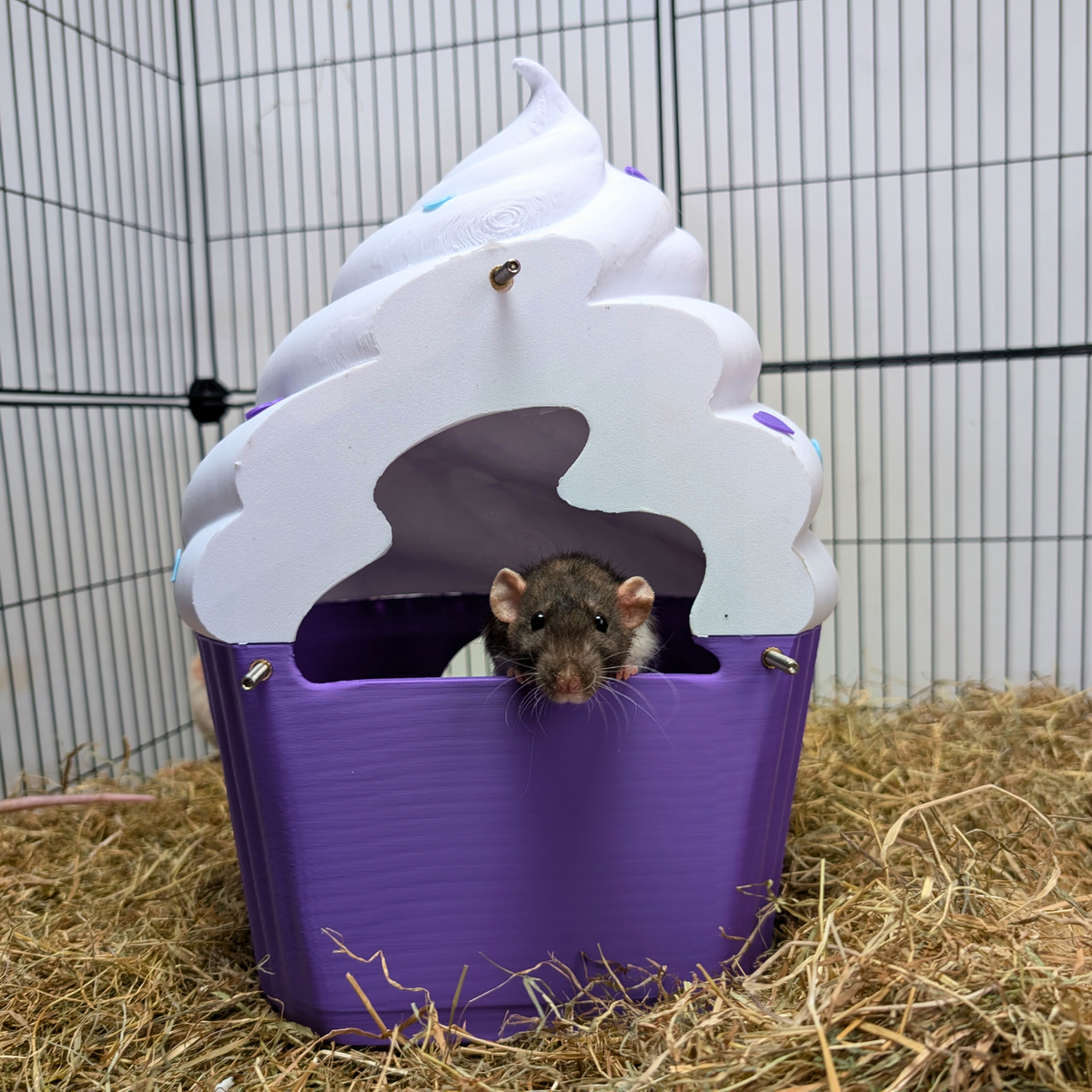 Cupcake rat hide on cage bedding with a grey rat looking through the side opening