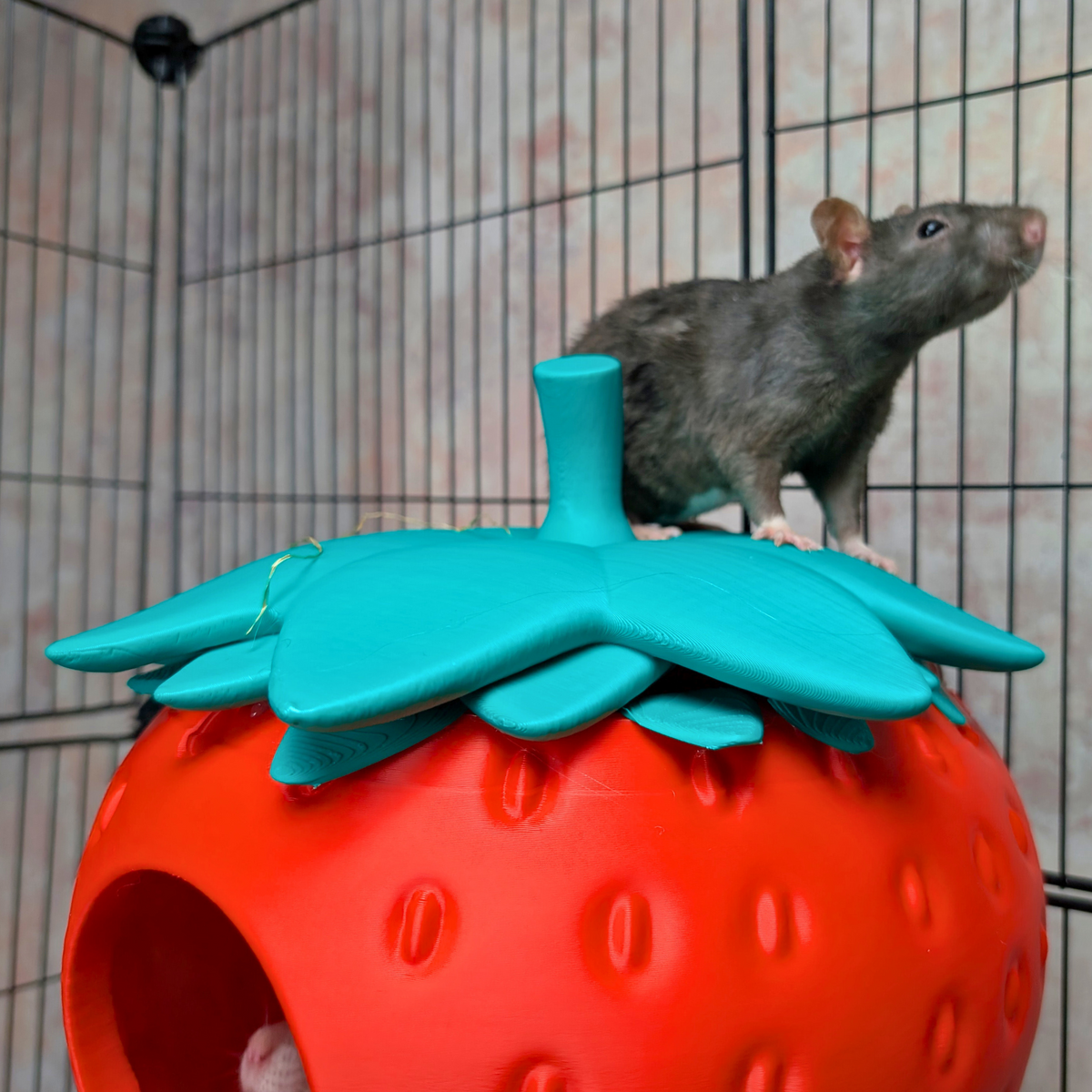 Strawberry Rat Hide: grey rat stands on the leafy top of the strawberry hide