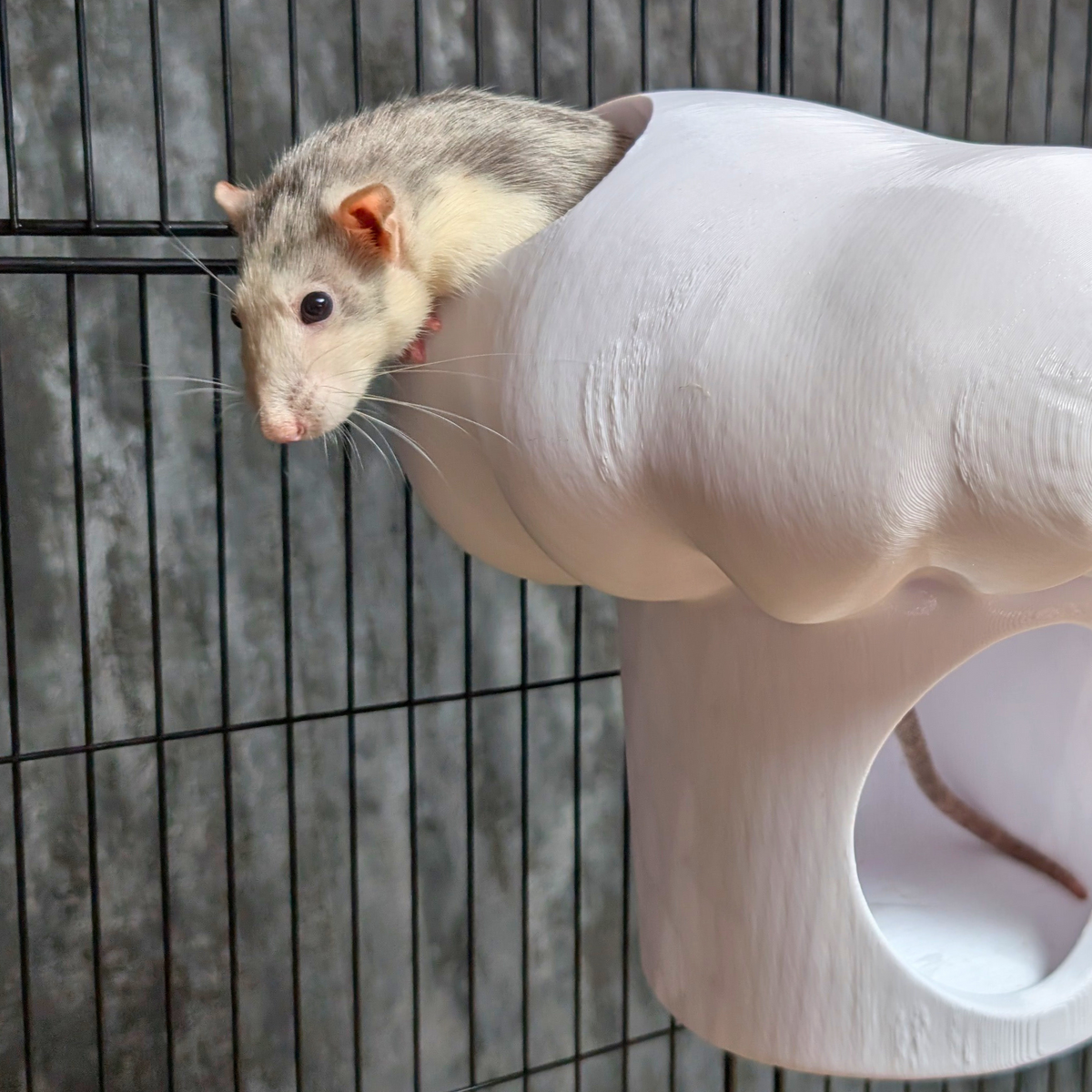 Chef Hat Rat Hide: White rat peeking over the side of the chef hat hide