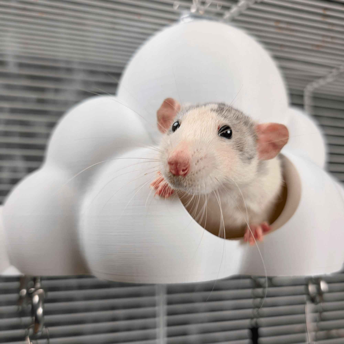 White rat looking through the opening of a cloud-shaped cage hide