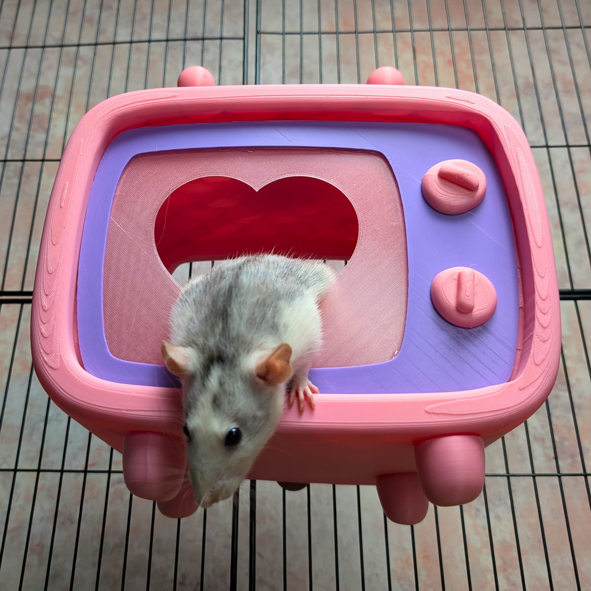 Retro TV Rat Hide: grey rat climbs out through the TV hide opening