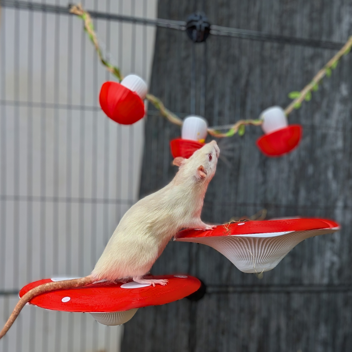 Mushroom Rat Shelf Pair: Rat climbing from the red mushroom shelf toward a hanging forage cup