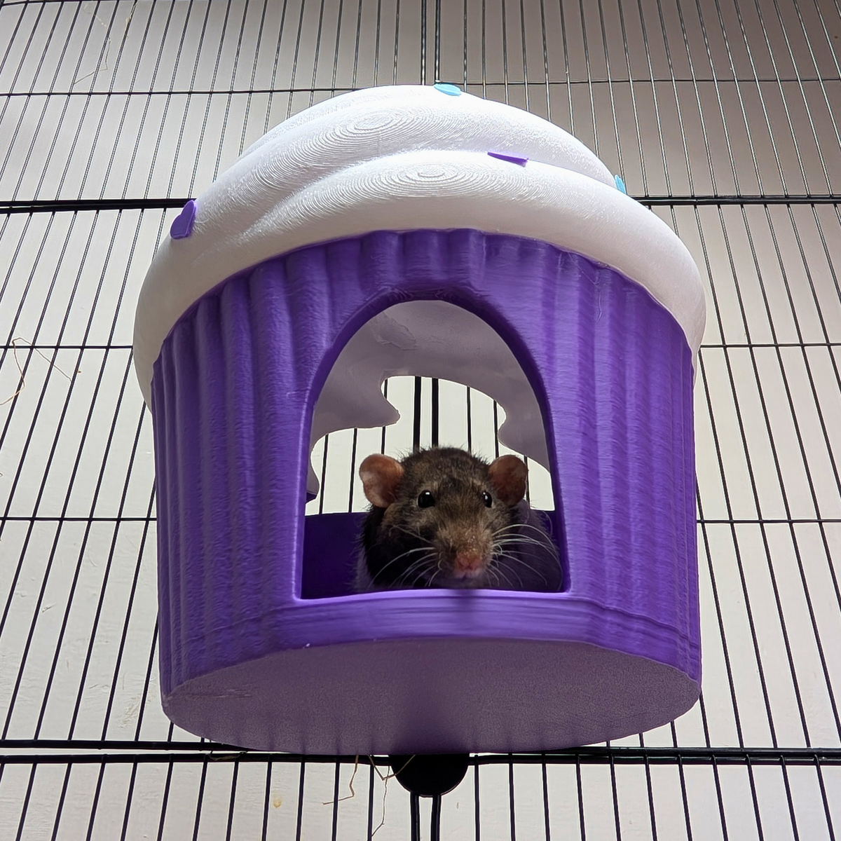 Low-angle view of a brown rat looking from the cupcake hide entrance