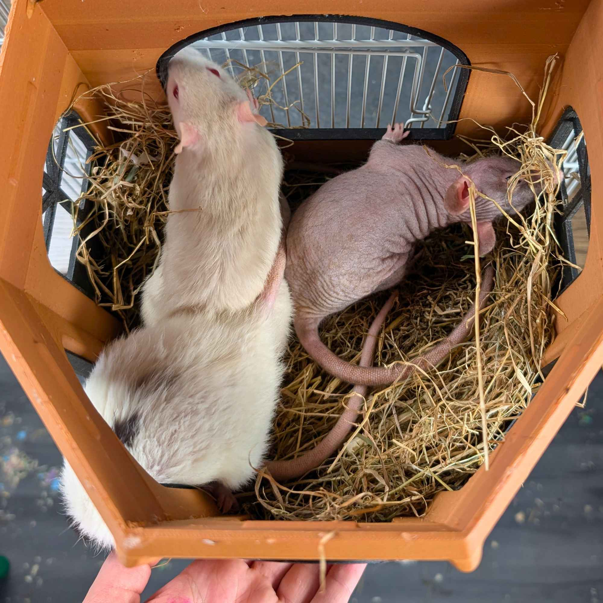 Overhead view of three rats nesting inside the Rat Mansion hide