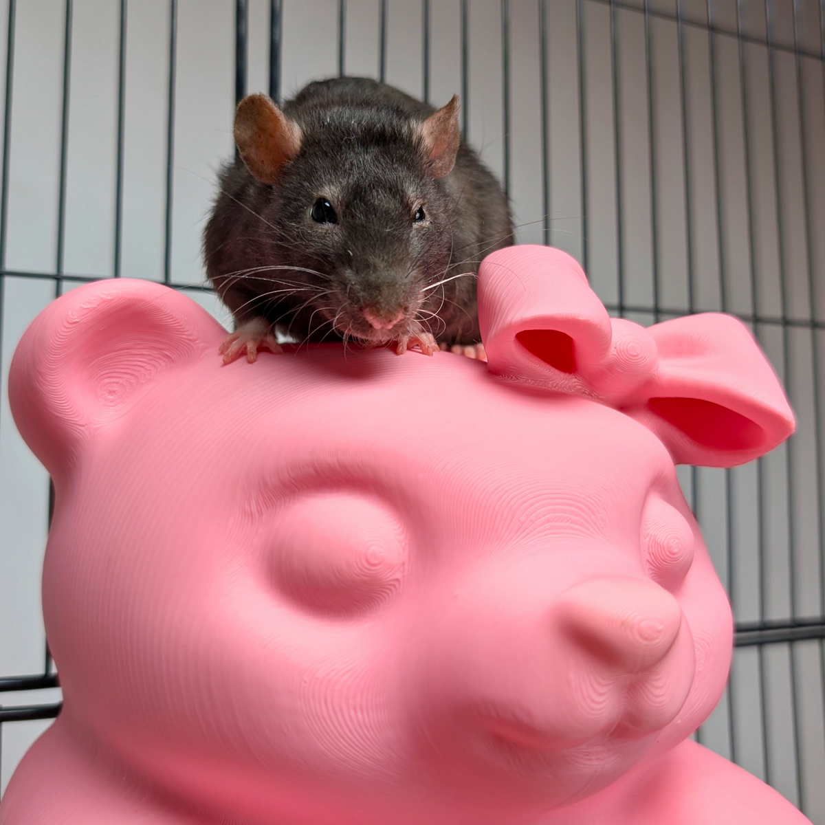 Pink Gummy Bear Rat Hide with rat perched on top