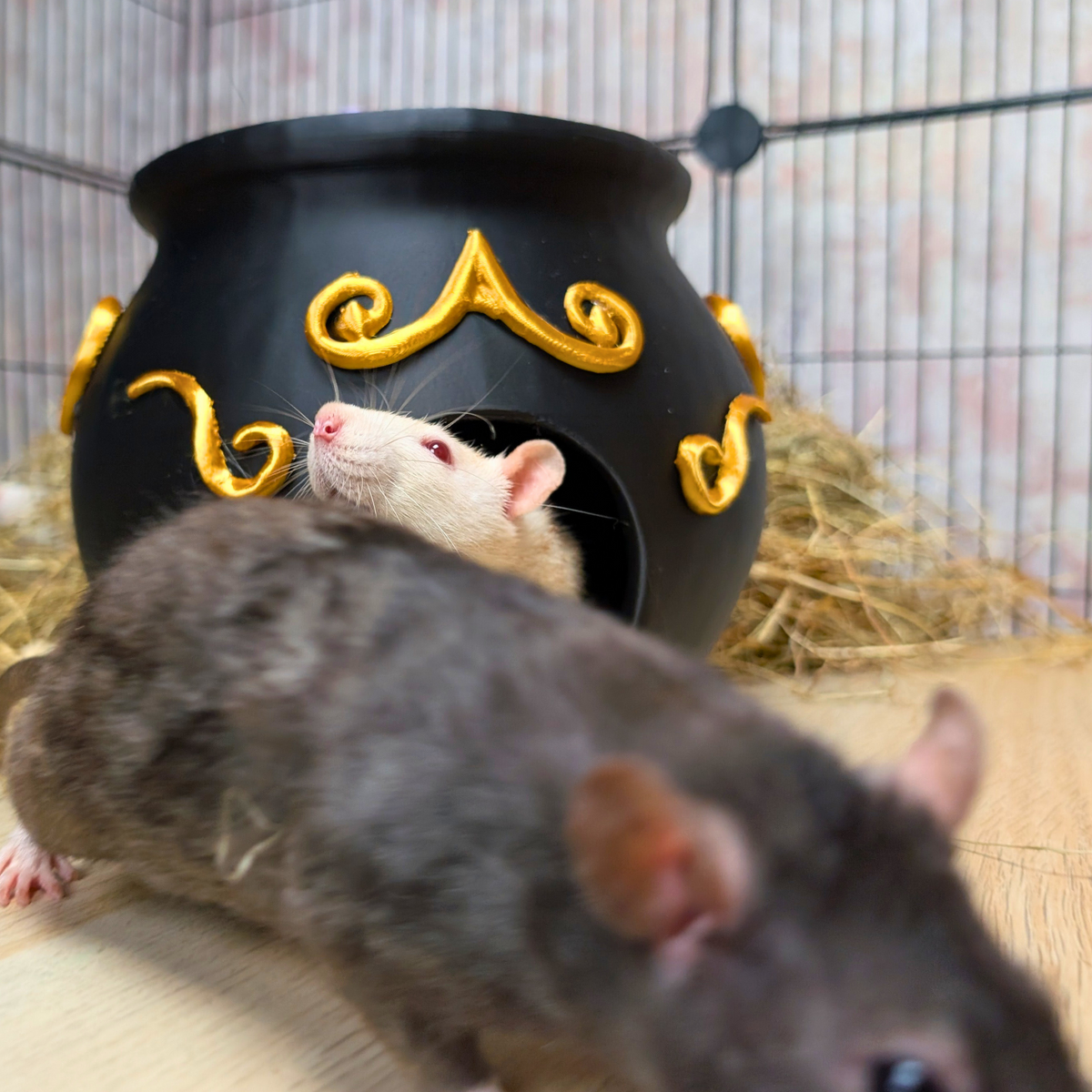 Witch Cauldron Rat Hide: white rat peeks from the cauldron doorway as a grey rat crosses in front