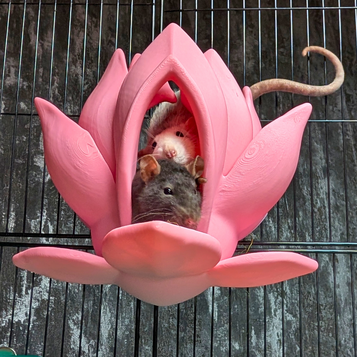 Flower Rat Hide & 3 Lily Pad Shelves: Two rats peeking out from the pink lily hide