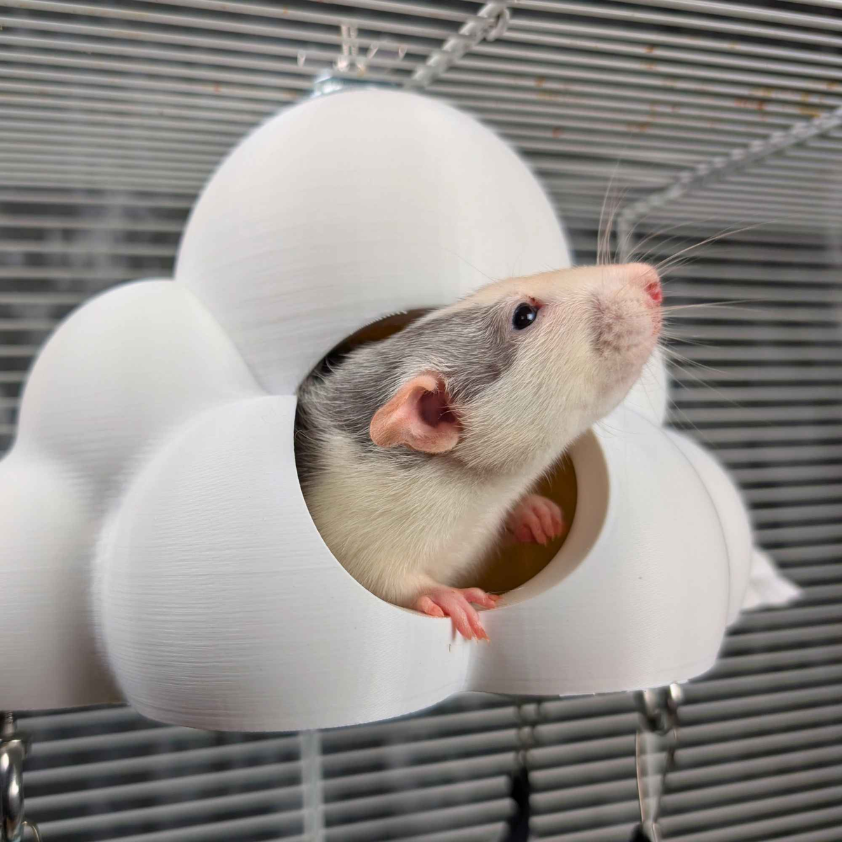 White rat leaning out of the round cloud hide opening