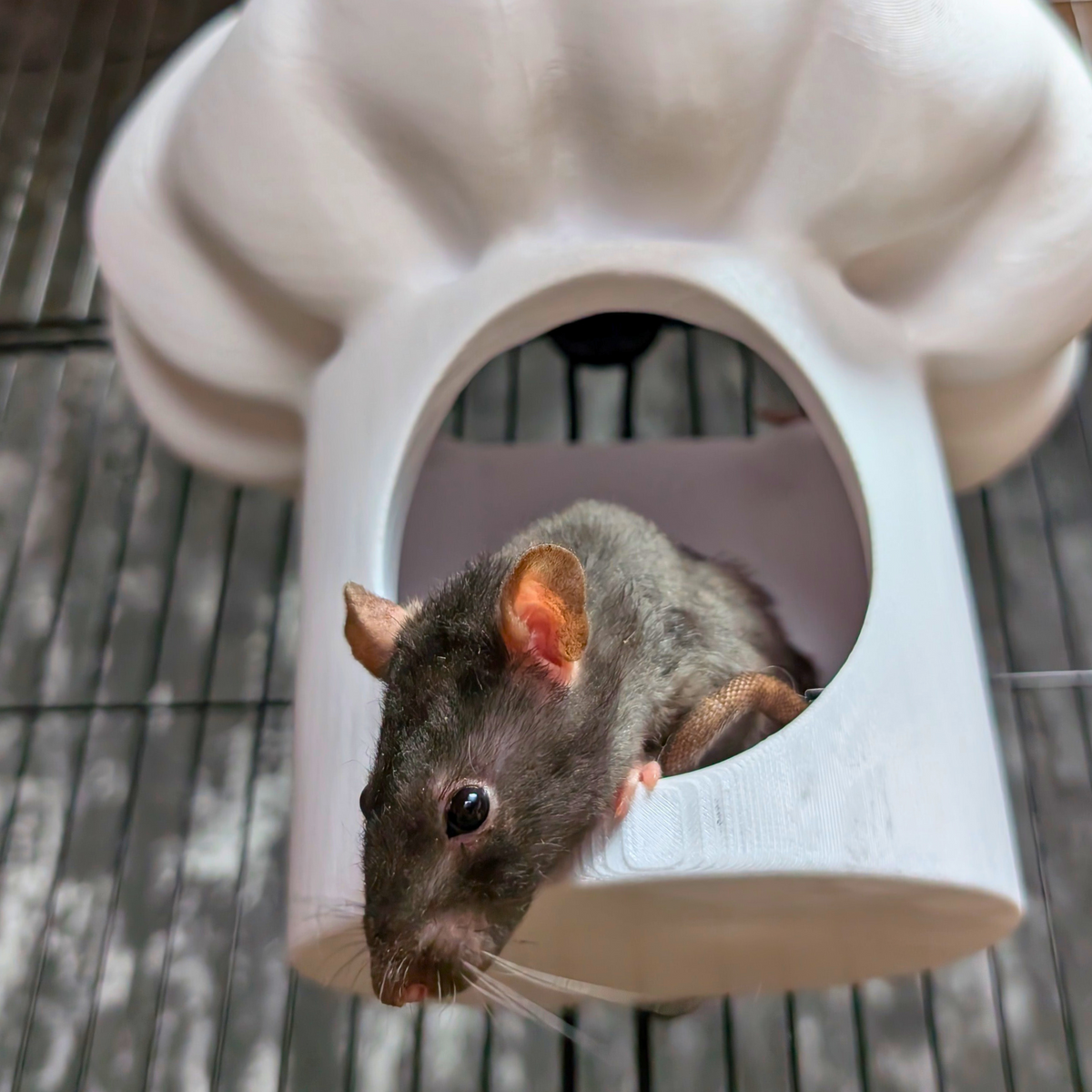 Chef Hat Rat Hide: Rat looking out through the chef hat hide doorway