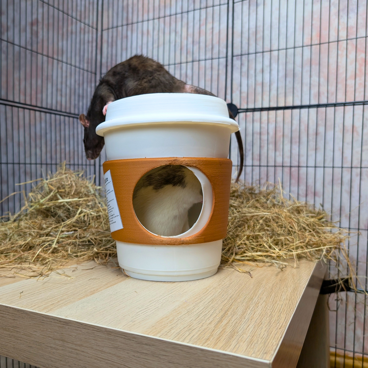 Coffee Cup Rat Hide: rat climbs over the black lid of the coffee-cup hide