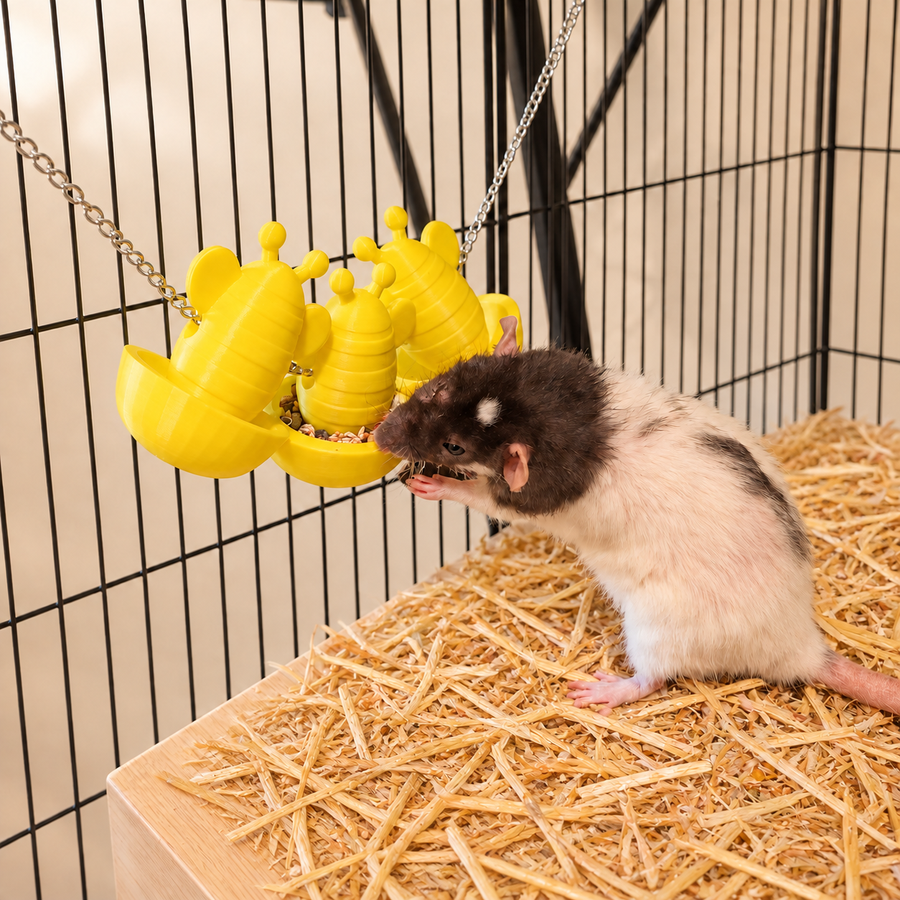 Black-and-white rat eating beside three yellow bee forage cups hanging on a chain.