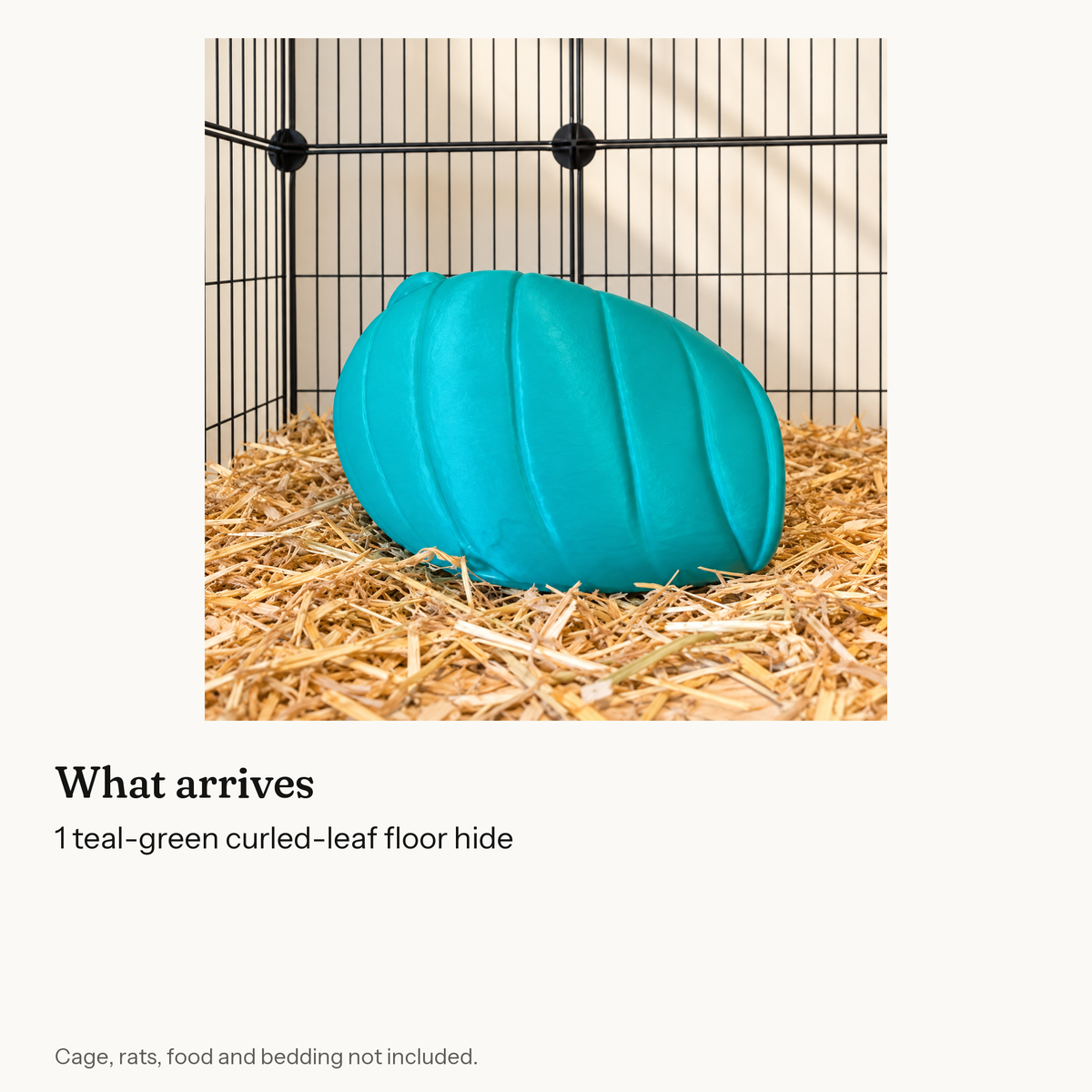 Contents guide for Curled Leaf Rat Floor Hide.