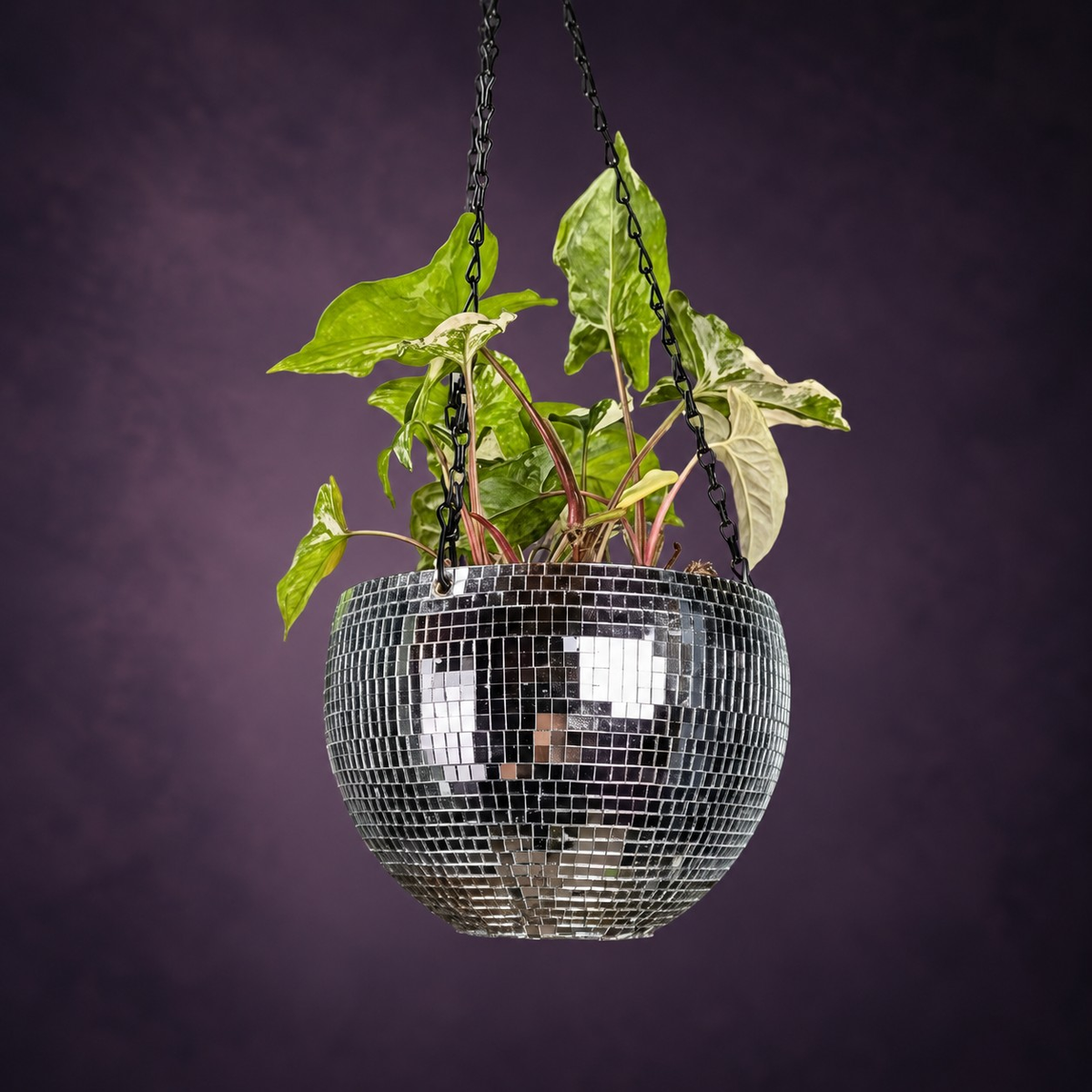 The Glitter Ball - Studio Back View