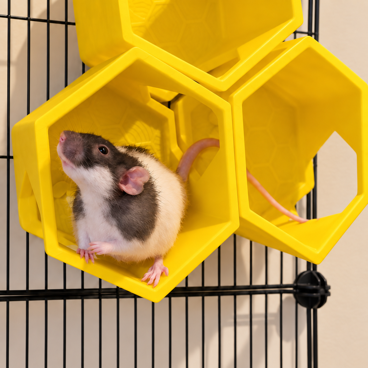 Black-and-white rat sitting on the lower yellow honeycomb shelf, with two matching shelves behind it.