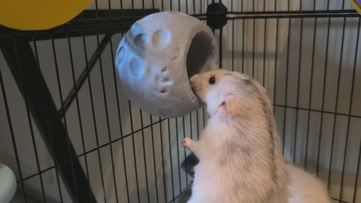 Real rats using the planet perches and moon forage cups; Saturn hide not included