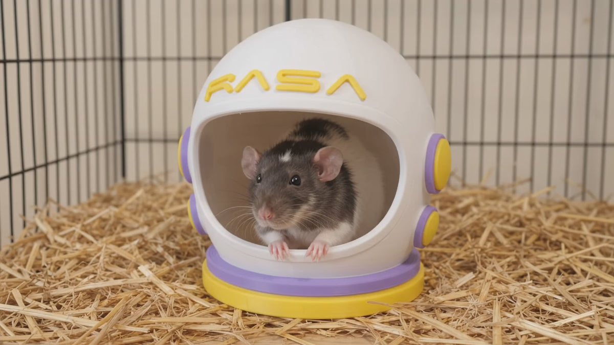 A rat looks out through the visor of the ivory, lilac and yellow space helmet floor hide.