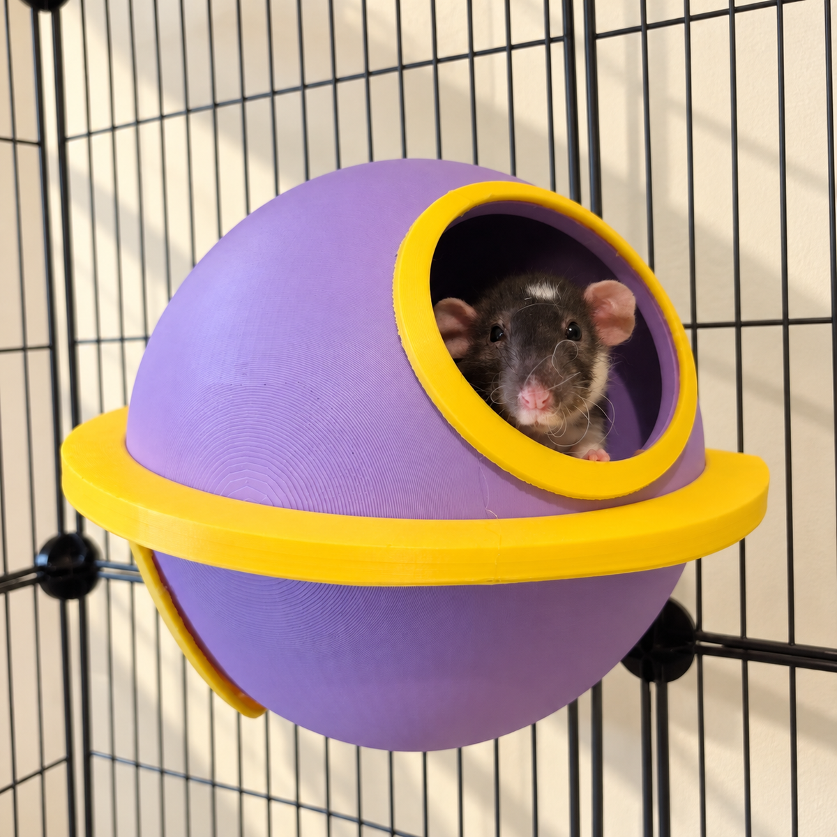 A dark rat peers through the upper yellow-rimmed opening of a lilac Saturn cage hide.