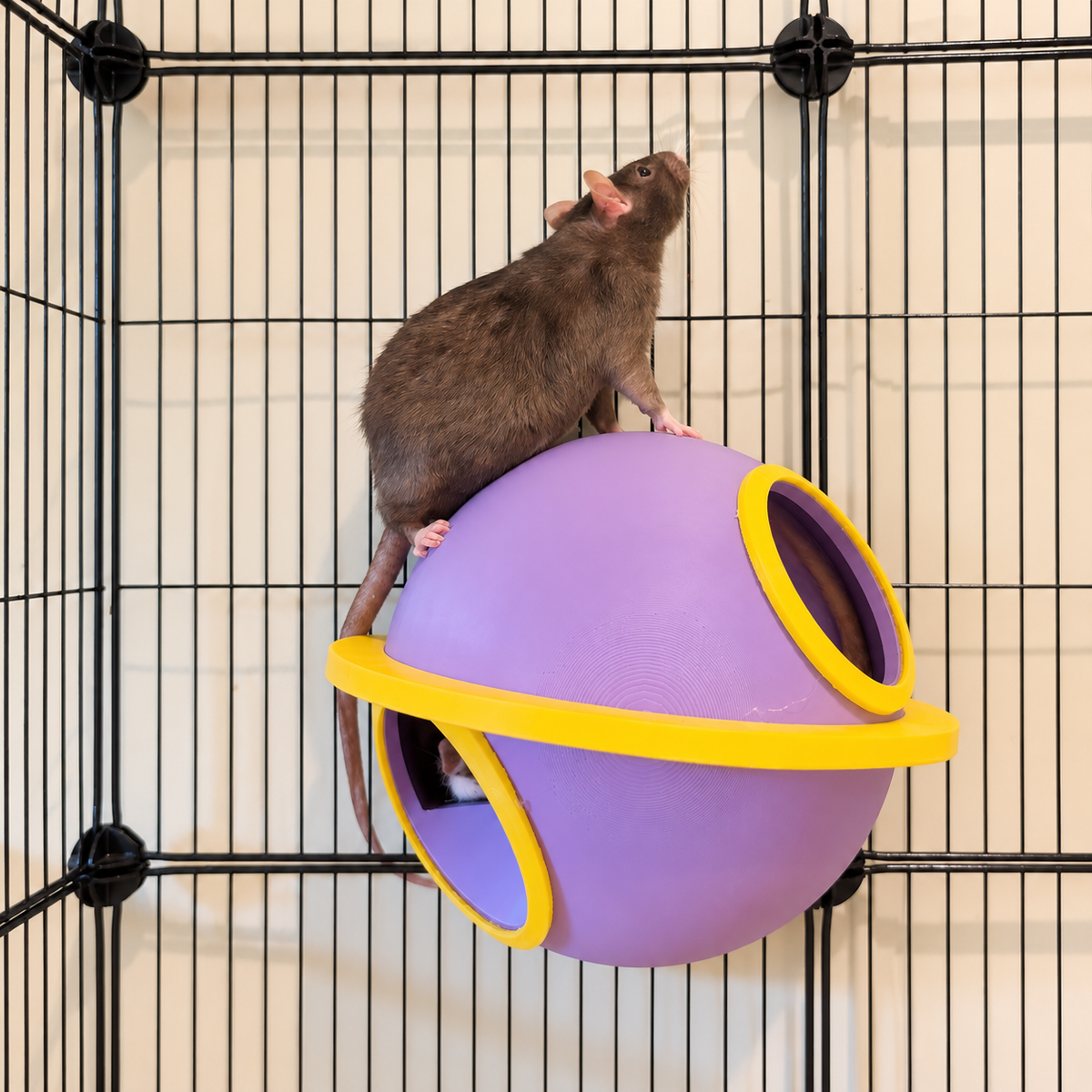 A brown rat stands on top of the mounted Saturn while part of another rat is visible inside.
